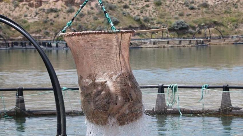 Kayseri'de üretiliyor, milyonlar kazandırıyor! Rusya’dan Japonya’ya, Amerika’dan Çin’e kapış kapış satılıyor