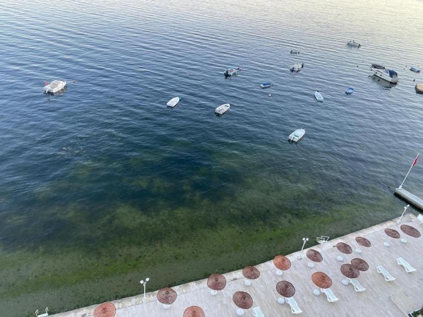 Gemlik'te sevindiren manzara: Müsilaj sonrası yüzler güldü