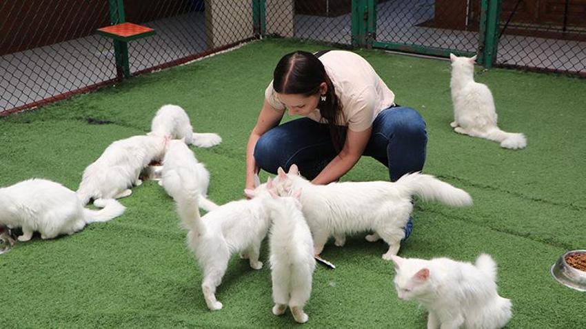 Van Kedi Villası’nda 100 yeni üye heyecanı: 9 günlük bayramda ziyaretçi akını!