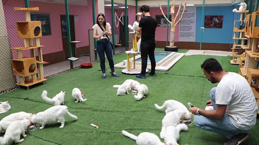 Van Kedi Villası’nda 100 yeni üye heyecanı: 9 günlük bayramda ziyaretçi akını!