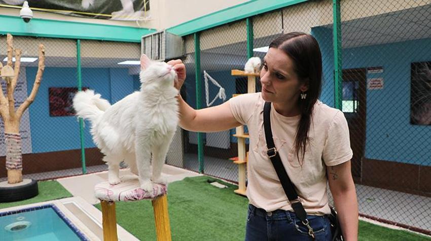 Van Kedi Villası’nda 100 yeni üye heyecanı: 9 günlük bayramda ziyaretçi akını!