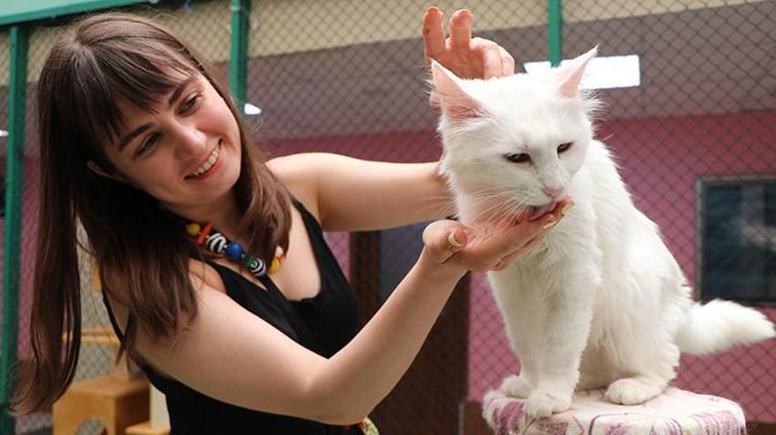 Van Kedi Villası’nda 100 yeni üye heyecanı: 9 günlük bayramda ziyaretçi akını!