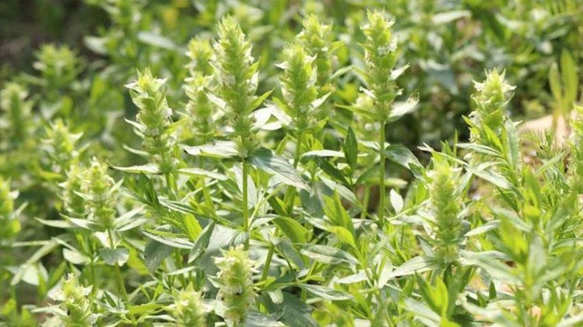 Kahramanmaraş'ın nadir endemik türü çiçek açtı! Çok nadir görülüyor ve 'tehlikede' kategorisinde