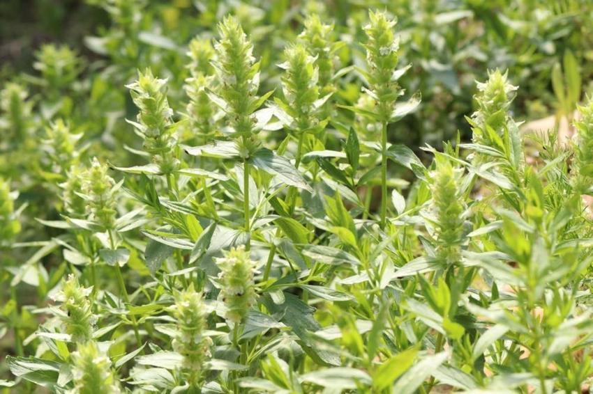 Kahramanmaraş'ın nadir endemik türü çiçek açtı! Çok nadir görülüyor ve 'tehlikede' kategorisinde