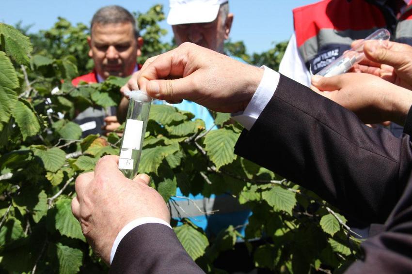 Samsun'da 1,65 milyonluk biyolojik savaş! Kokarcanın sonunu samuray arısı getirecek