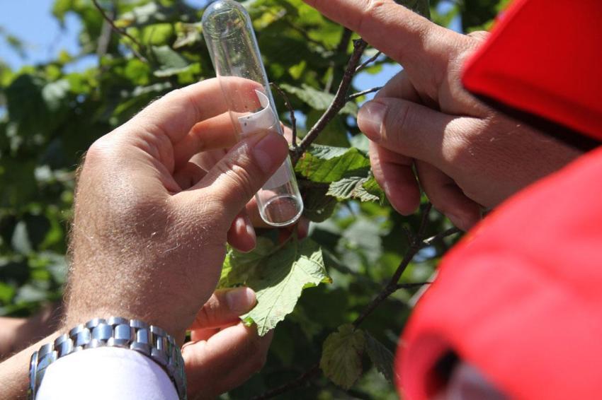 Samsun'da 1,65 milyonluk biyolojik savaş! Kokarcanın sonunu samuray arısı getirecek