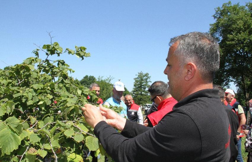 Samsun'da 1,65 milyonluk biyolojik savaş! Kokarcanın sonunu samuray arısı getirecek