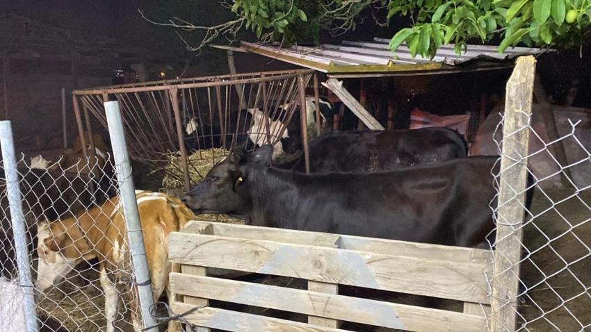 İzmit'te seradaki yangın ahıra dayandı: 16 büyükbaş son anda kurtarıldı! 800 saman balyası küle döndü