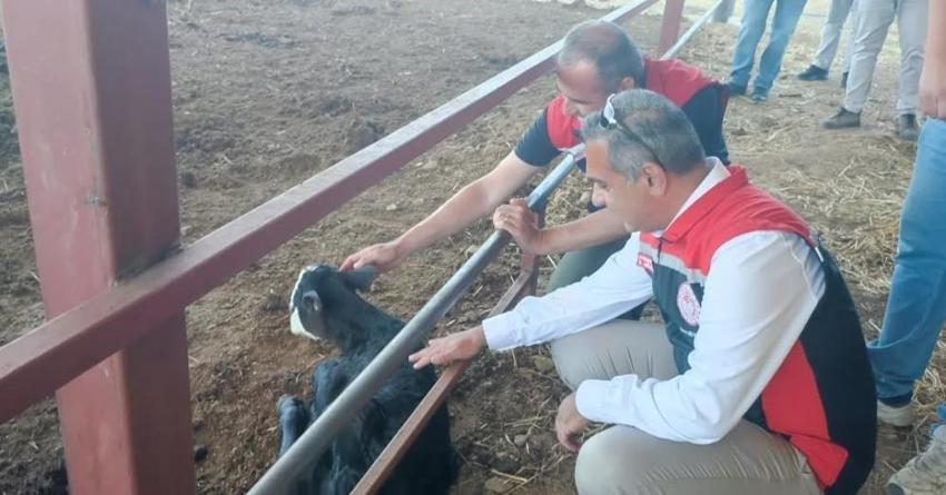 Aydın'da dev hayvancılık desteği! Çine’de üreticiye 30 baş gebe etçi düve teslim edildi