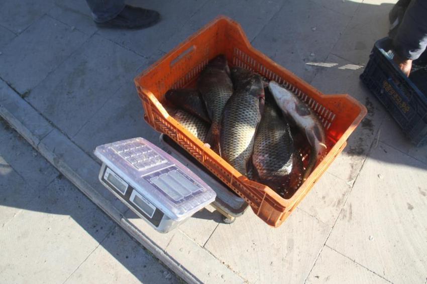 3 aylık yasak bitti, ağlar atıldı! Kilosu 100 liradan satışa çıktı