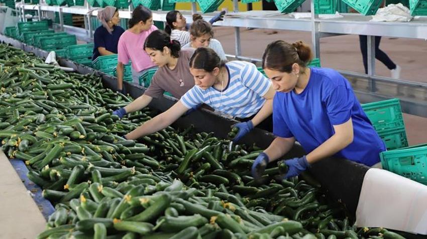 Talebe yetişemiyorlar, hasat pik yaptı! Sabah dalından toplanıp aynı gün yola çıkıyor