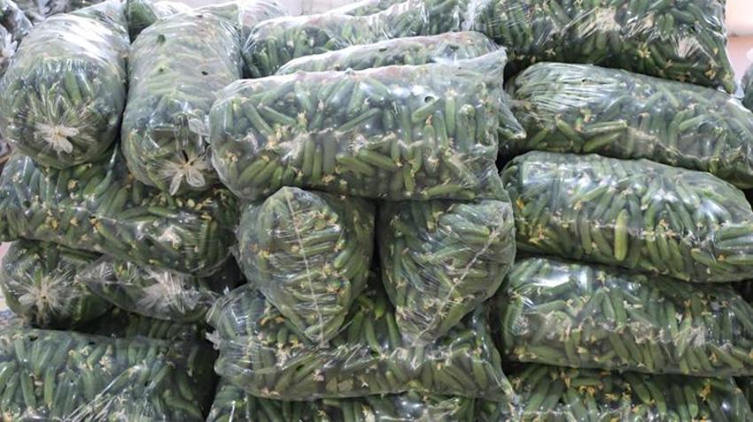 Talebe yetişemiyorlar, hasat pik yaptı! Sabah dalından toplanıp aynı gün yola çıkıyor