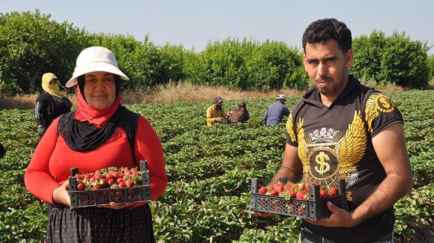 Pazarda ateş pahası, tarlada ise bedava! Coğrafi işaretli Silifke çileğinde hasat başladı: Rusya ve Arap ülkeleri almak için sıraya giriyor