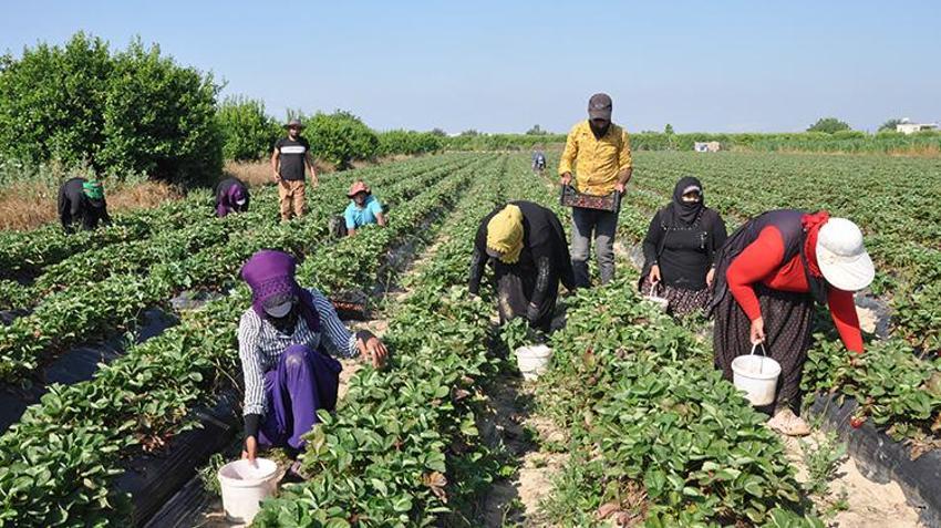 Pazarda ateş pahası, tarlada ise bedava! Coğrafi işaretli Silifke çileğinde hasat başladı: Rusya ve Arap ülkeleri almak için sıraya giriyor