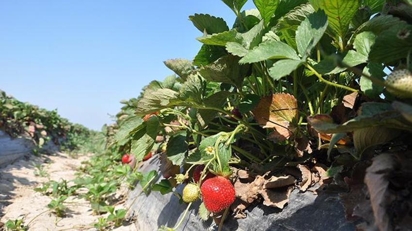 Pazarda ateş pahası, tarlada ise bedava! Coğrafi işaretli Silifke çileğinde hasat başladı: Rusya ve Arap ülkeleri almak için sıraya giriyor