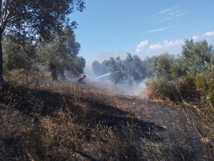 Burhaniye'de zeytinlik yangını: Havadan ve karadan müdahale ediliyor