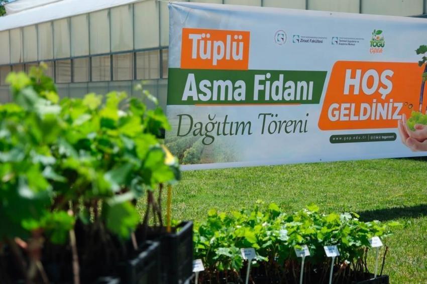 Tokat'ta üreticilere binlerce tüp asma fidanı dağıtıldı