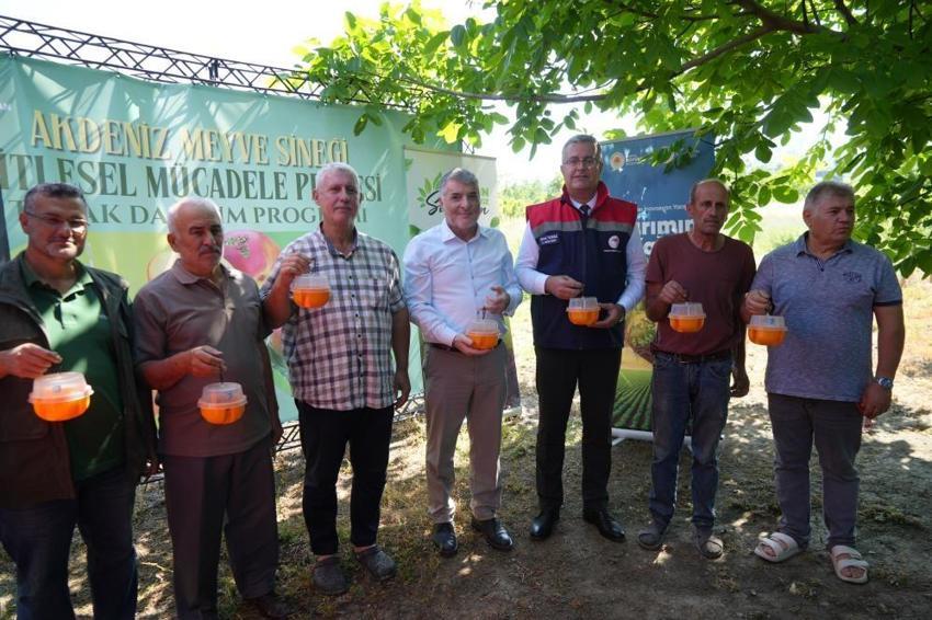 Samsun'da Akdeniz meyve sineği seferberliği: 110 çiftçiye binlerce tuzak dağıtıldı!