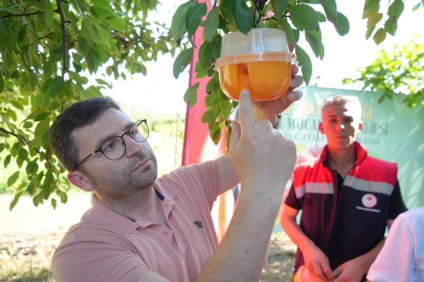 Samsun'da Akdeniz meyve sineği seferberliği: 110 çiftçiye binlerce tuzak dağıtıldı!