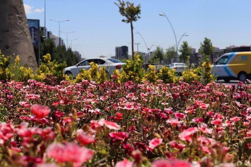 Diyarbakır’da çiçekler toprakla buluştu 500 bin Çin karanfili üretildi
