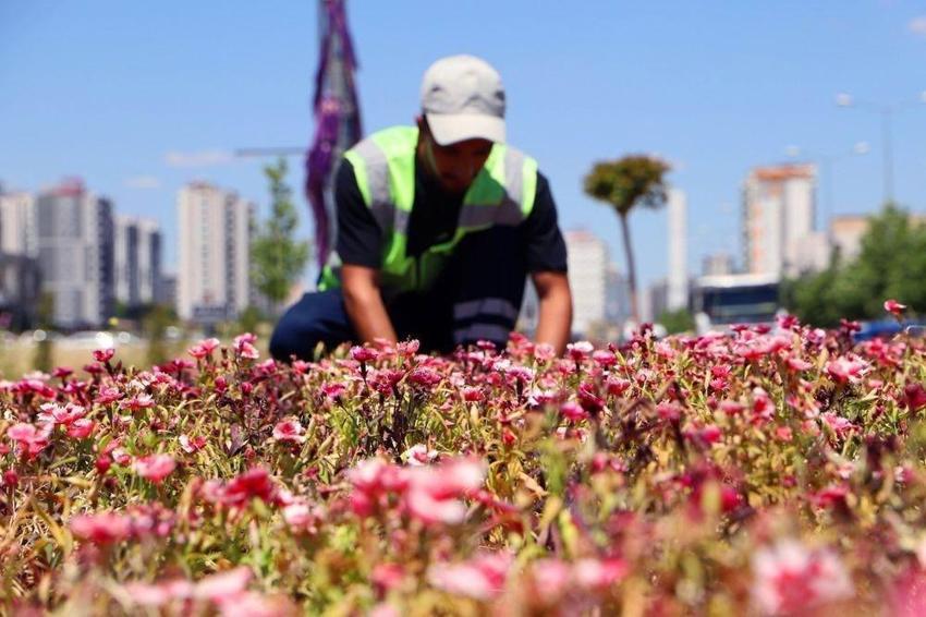 Diyarbakır’da çiçekler toprakla buluştu 500 bin Çin karanfili üretildi