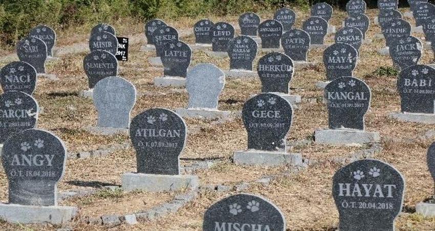 Konya ikiye bölünd: Evcil hayvan pazarı yapılacak mı?