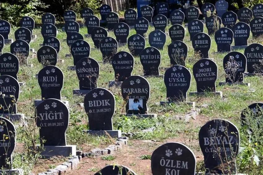 Konya ikiye bölünd: Evcil hayvan pazarı yapılacak mı?