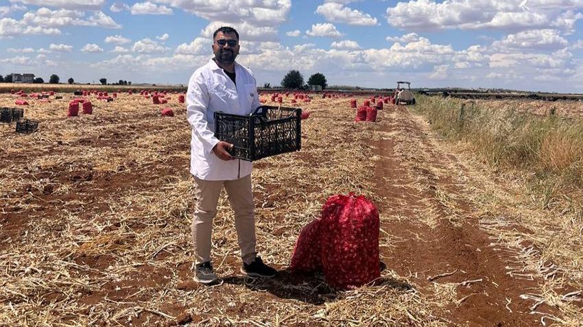 Şanlıurfa'da çiftçiler dertli, hasat gecikti! Günde 200 bin TL ödenip çuval çuval toplanıyor