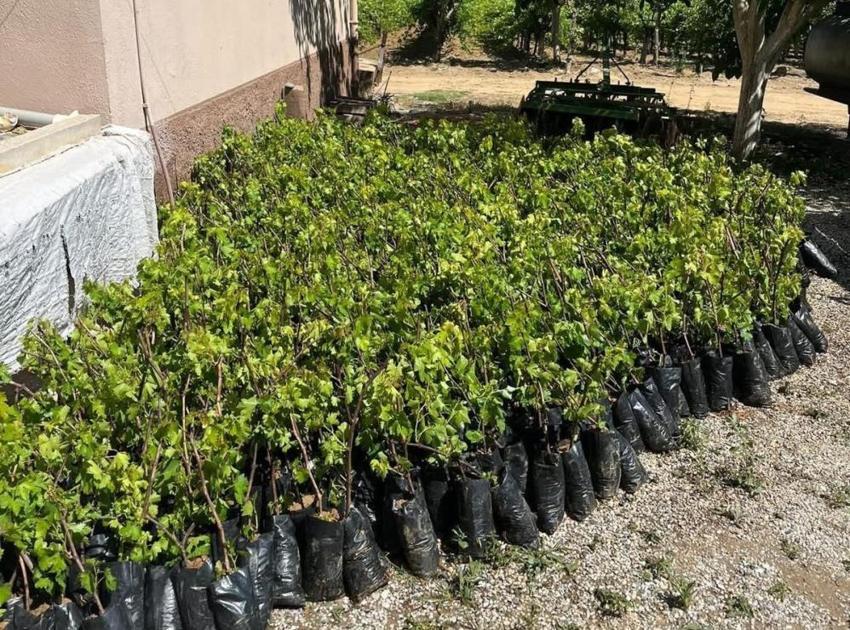 Kimse bu kadarını beklemiyordu! Manisalı 2 kardeş 5 yıl önce başladı şimdi 25 çeşit üreterek talebe yetişemiyor