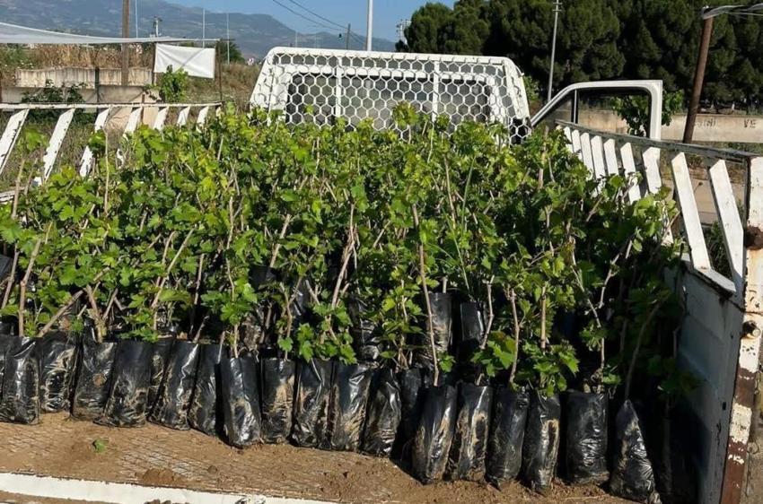 Kimse bu kadarını beklemiyordu! Manisalı 2 kardeş 5 yıl önce başladı şimdi 25 çeşit üreterek talebe yetişemiyor