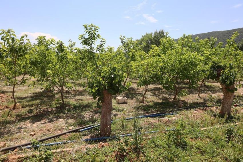 Unutulmuştu, destek gelince çadırlar kuruldu! İlk hasat tamamlandı: Üreticinin yeni kazanç kapısı oldu