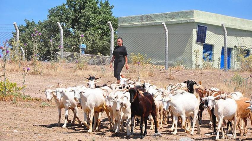 Masabaşı işini bıraktı, Manisa'da köyüne döndü: 'Yapamazsın' diyenlere inat sürüyü iki katına çıkarıp kendi markasını kurdu