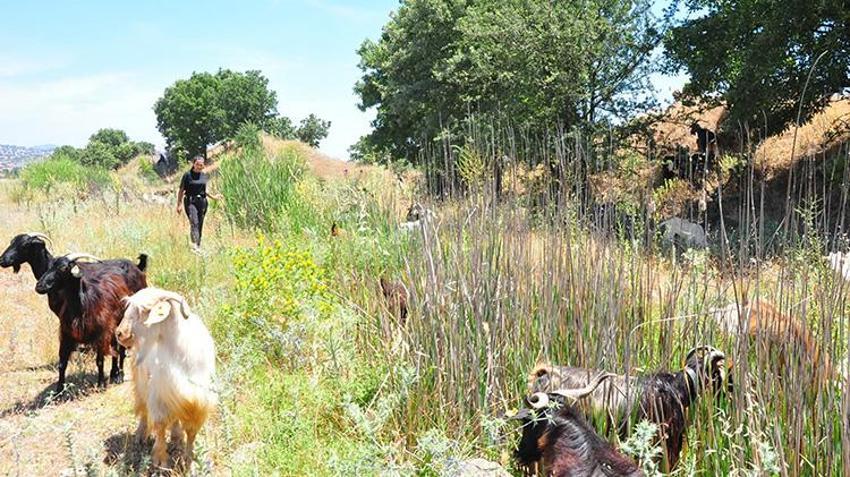 Masabaşı işini bıraktı, Manisa'da köyüne döndü: 'Yapamazsın' diyenlere inat sürüyü iki katına çıkarıp kendi markasını kurdu