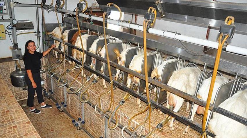 Masabaşı işini bıraktı, Manisa'da köyüne döndü: 'Yapamazsın' diyenlere inat sürüyü iki katına çıkarıp kendi markasını kurdu