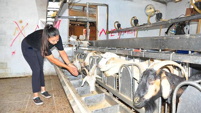 Masabaşı işini bıraktı, Manisa'da köyüne döndü: 'Yapamazsın' diyenlere inat sürüyü iki katına çıkarıp kendi markasını kurdu