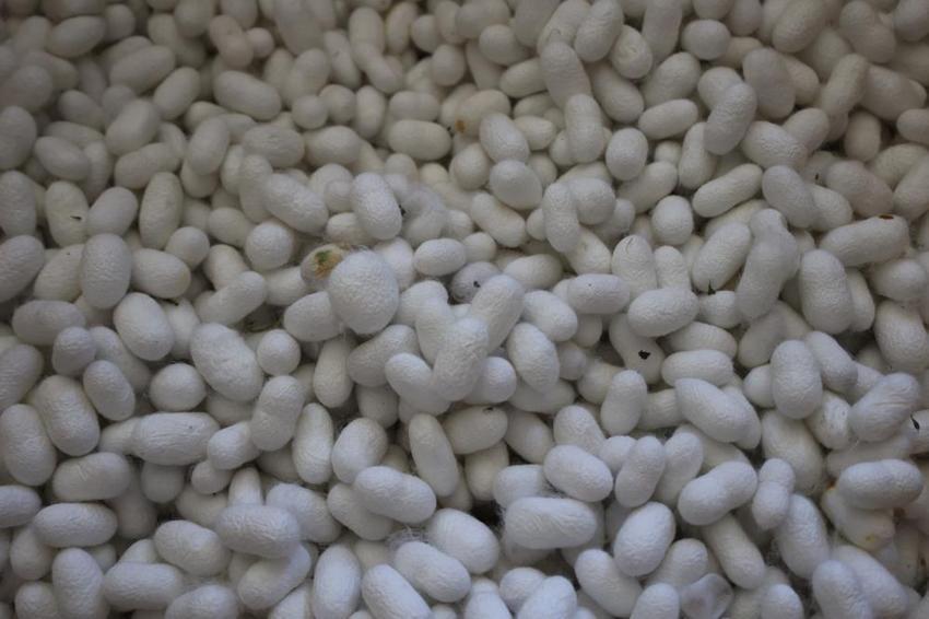 Unutulmuştu, destek gelince çadırlar kuruldu! İlk hasat tamamlandı: Üreticinin yeni kazanç kapısı oldu