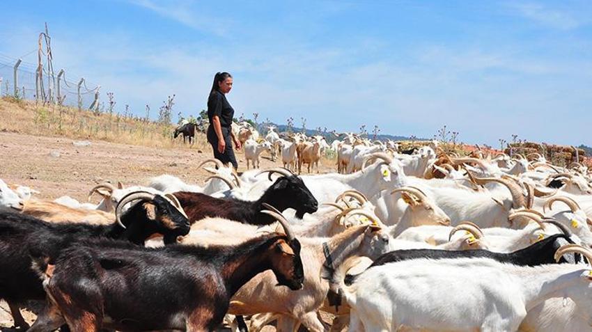 Masabaşı işini bıraktı, Manisa'da köyüne döndü: 'Yapamazsın' diyenlere inat sürüyü iki katına çıkarıp kendi markasını kurdu