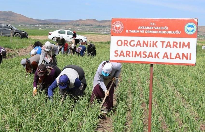 İspanyollar söz verdi, Aksaray'da üretime başladı: Makineler araziye indir, dünyaya tanıtılacak