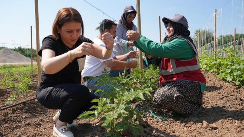 Düzce'de ata tohumu seferberliği! Belediye sonbaharda ev ev gezip tamamen ücretsiz dağıtacak