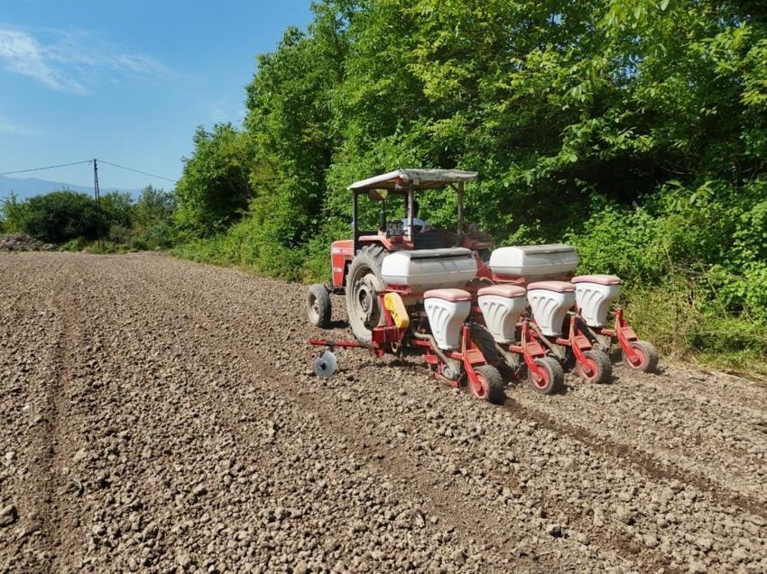 Düzce'de ata tohumu seferberliği! Belediye sonbaharda ev ev gezip tamamen ücretsiz dağıtacak