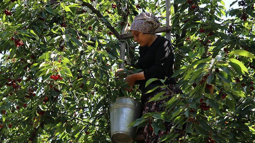 Amasya’da kiraz hasadında ezber bozan sezon: 50 bin ton rekolteyle üreticinin yüzü gülüyor!