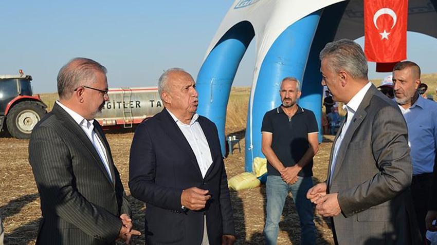 Mardin Ovası’nda buğday hasadı başladı: Dekarda 554 kilogramla 709 bin ton rekolte hedefleniyor!