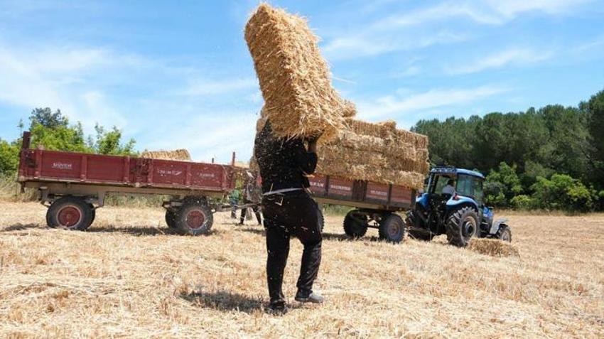 Üniversite arazisinde ürettiler! 600 dekarlık alanda ilk hasat başladı, görenler şaşırıyor