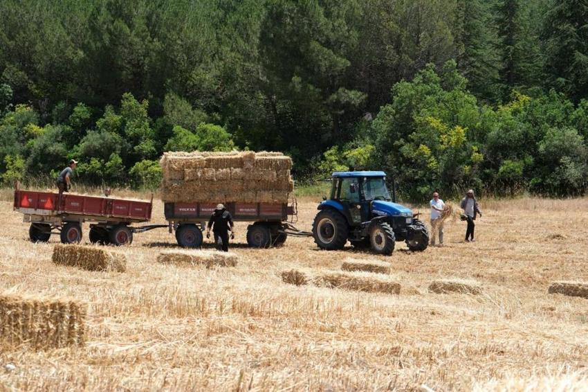 Üniversite arazisinde ürettiler! 600 dekarlık alanda ilk hasat başladı, görenler şaşırıyor