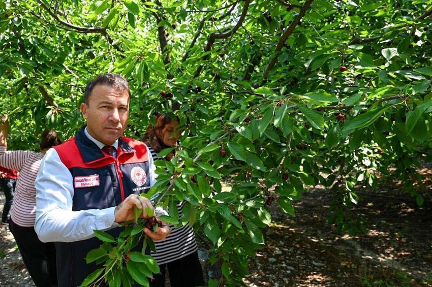 Denizli’nin önemli tarımsal değerlerinden olan kiraz hasadı Honaz’da başladı