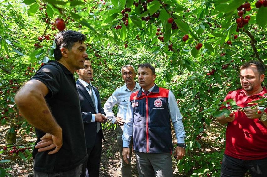 Denizli’nin önemli tarımsal değerlerinden olan kiraz hasadı Honaz’da başladı
