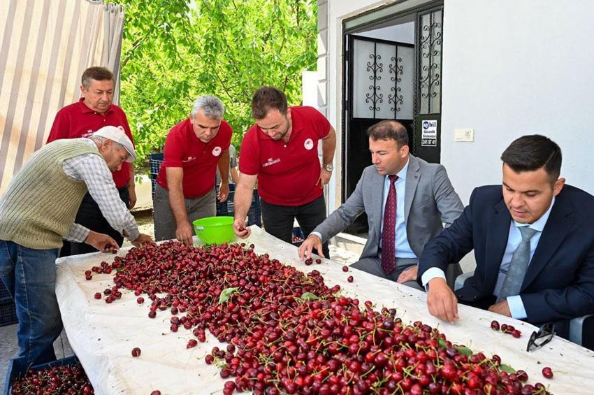 Denizli’nin önemli tarımsal değerlerinden olan kiraz hasadı Honaz’da başladı