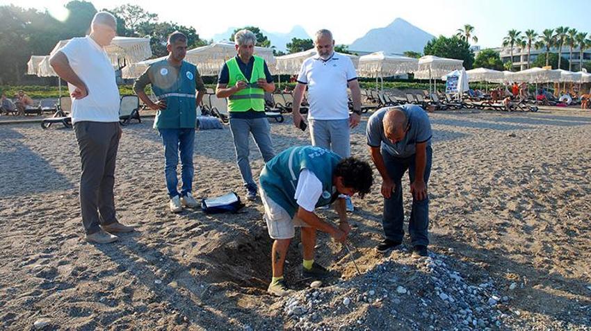 Antalya Kemer'de deniz kaplumbağası yuva sayısı 38'e yükseldi: Lüks otelin sahilini kapatıp demir kafeslerle mühürlediler!