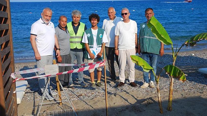 Antalya Kemer'de deniz kaplumbağası yuva sayısı 38'e yükseldi: Lüks otelin sahilini kapatıp demir kafeslerle mühürlediler!