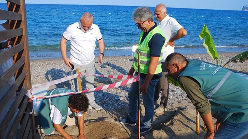 Antalya Kemer'de deniz kaplumbağası yuva sayısı 38'e yükseldi: Lüks otelin sahilini kapatıp demir kafeslerle mühürlediler!